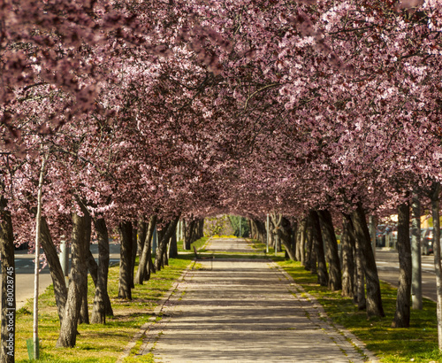 Avenue between rows of prunos photo