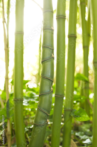 Fototapeta Naklejka Na Ścianę i Meble -  Bambusstamm mit unregelmäßige Rhizome