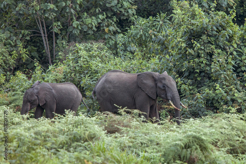 forest elephants in Kenya