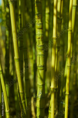 Bambusstamm mit unregelm    ige Rhizome 2
