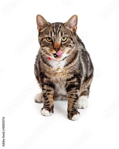 Bengal Cat Licking Lips © adogslifephoto