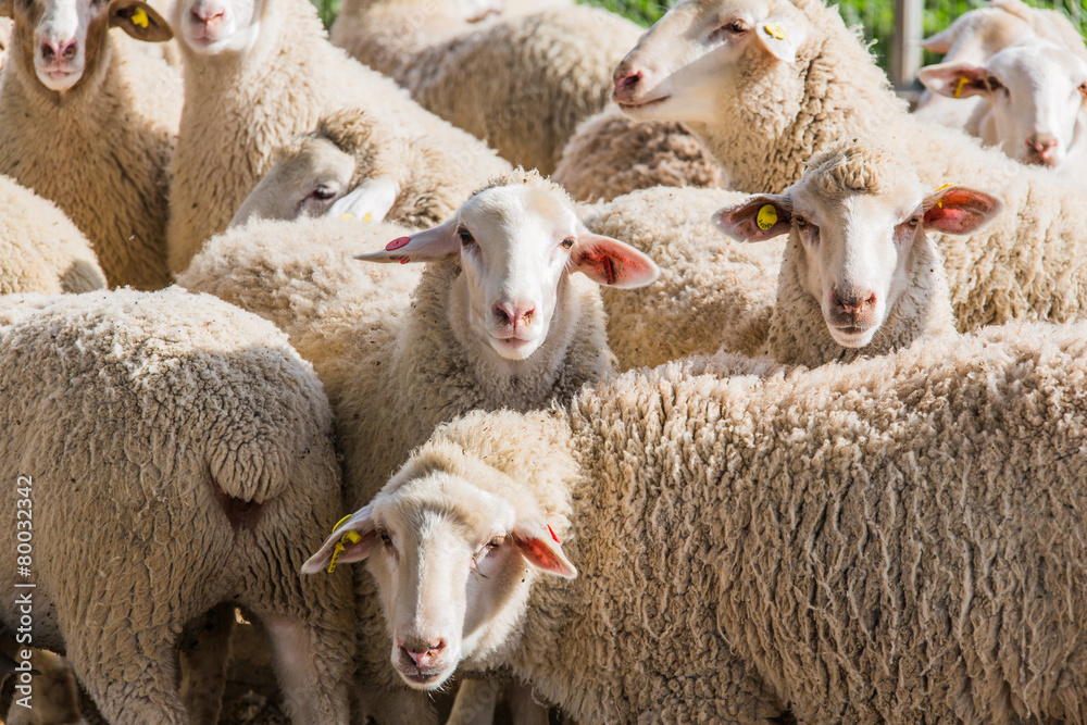 Obraz premium herd of white sheep