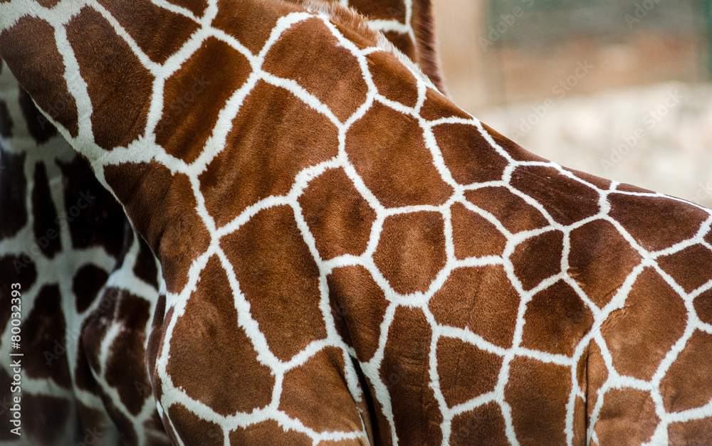 Giraffe skin