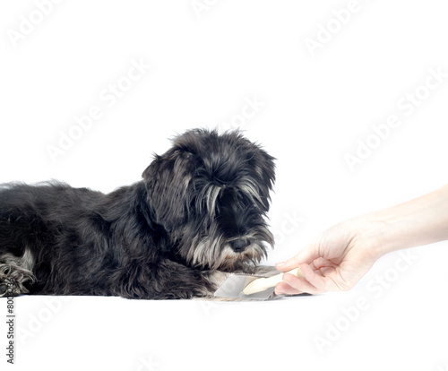 shnauzer puppy and groomer ...