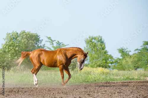 Horse in summer