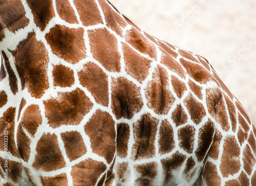 Obraz na płótnie Giraffe skin w salonie