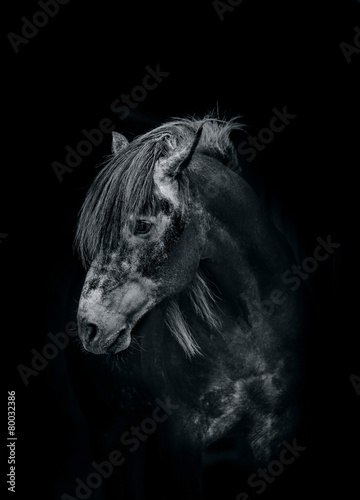 horse in the dark