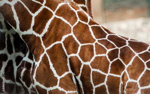 Obraz na płótnie Giraffe skin w salonie