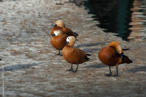 ogar ducks on a snow having rest photo