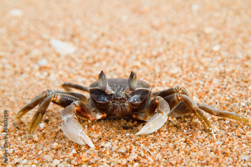 crab on the beach