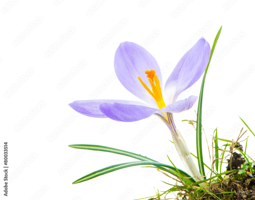 Fototapeta premium Isolated Purple Crocus Blossom