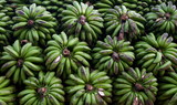 Bunches of bananas. Uganda.
