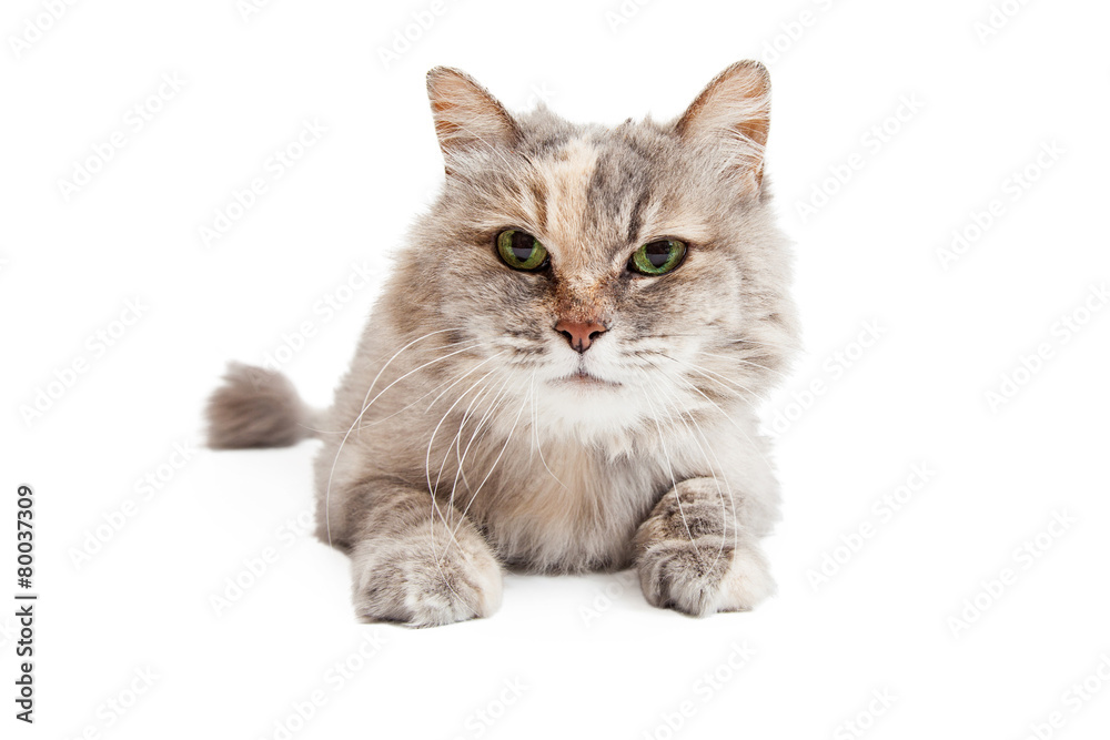 Closeup Of Domestic Medium Hair Mixed Breed Cat