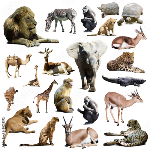 lions, elephant and other African animals