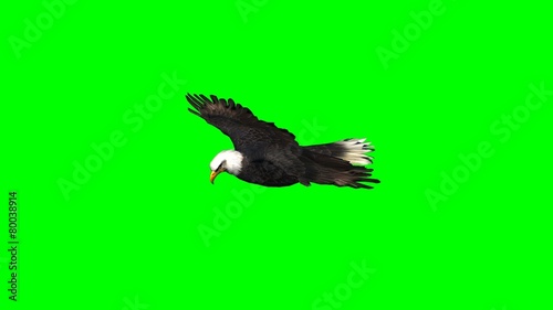 eagle in gliding 3 - green screen
