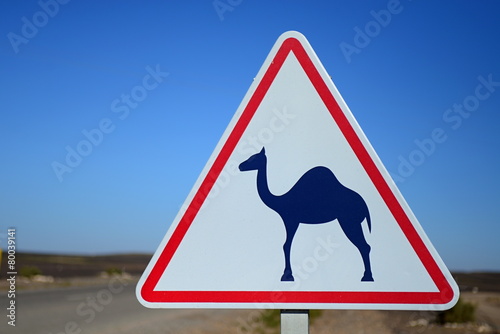 camel photo