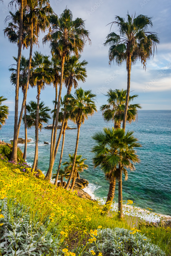 Palm trees and view of the Pacific Ocean, at Heisler Park, in La