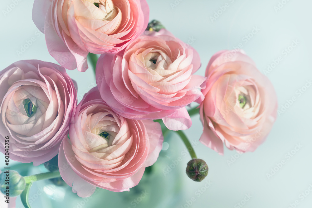 Fototapeta premium Bouquet of pink ranunculus in vase