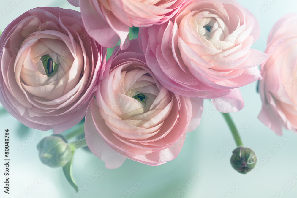 Bouquet of pink ranunculus in vase Bouquet of pink ranunculus in vase