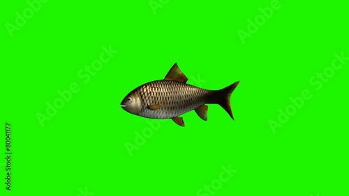 fish swimming fast - 3 different views - green screen