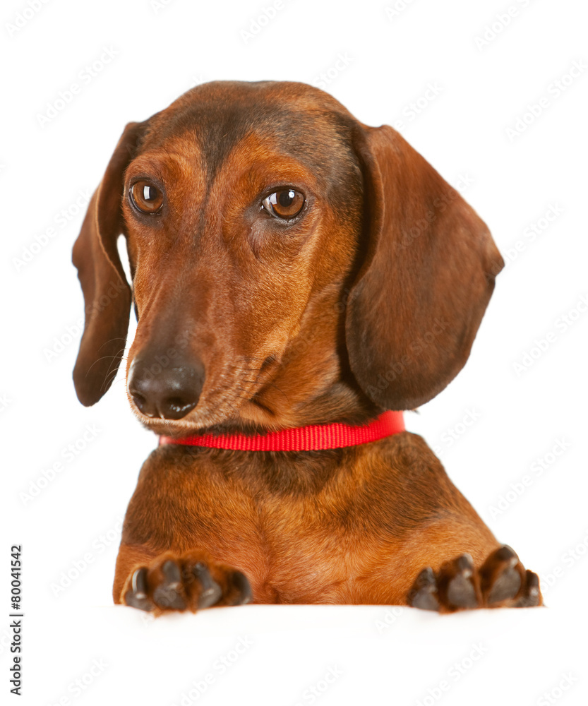 Veterinarian: Dacshund Looking Over White Card