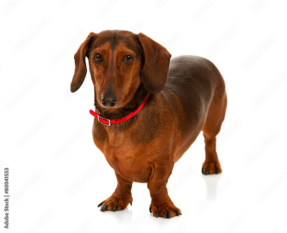 Veterinarian: Friendly Daschund Dog