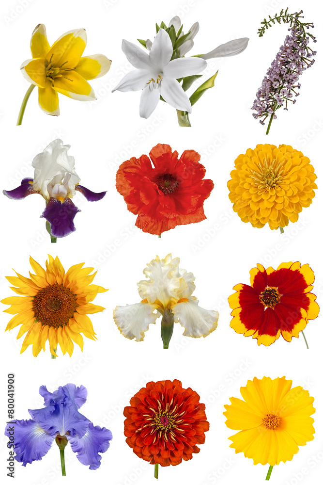 Fototapeta premium Flower collection, isolated on white background