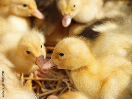 Slika na platnu Ducklings group on the straw