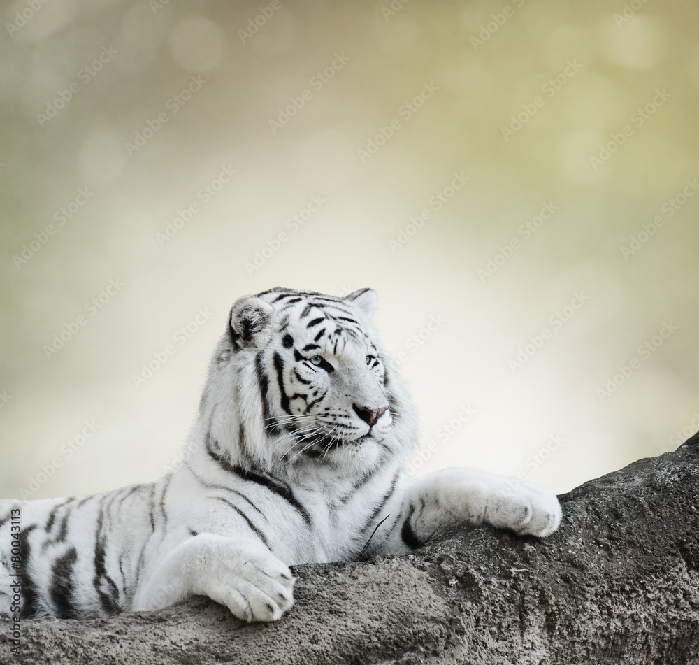 Obraz premium White Tiger