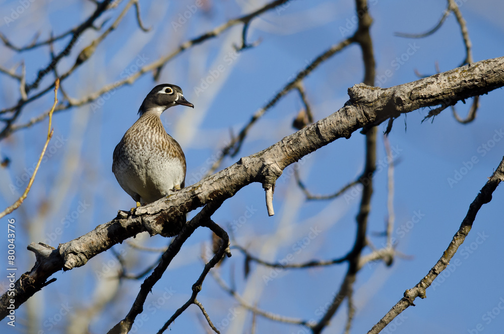Female Wood Duck Perched in a Tree