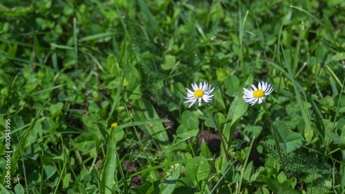 Daysies; Nice close-up time-lapse of some daisies photo