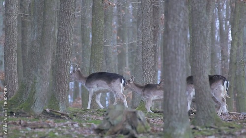 Herd of fallow-deer females and fawns walking in a forest