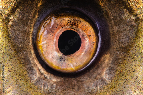 fish eye close-up