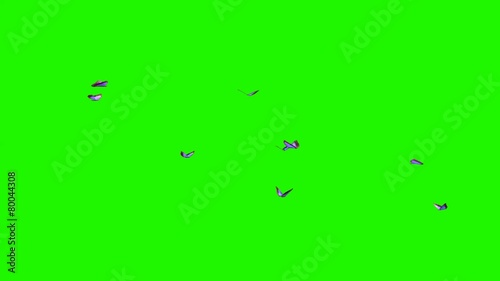 blue butterflies - small swarm on green screen