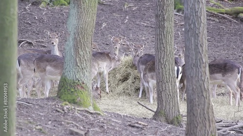 Herd of fallow-deer females and fawns feeding with straw