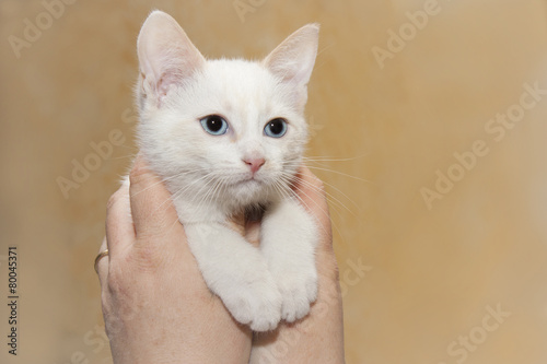 white cat