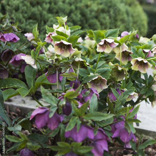 Stinking hellebore (Helleborus foetidus) photo