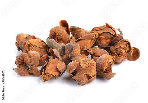 Indian rose chestnut herb on white background