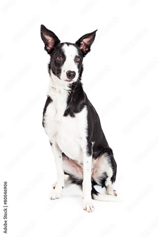 Beautiful Black and White Color Crossbreed Dog Sitting