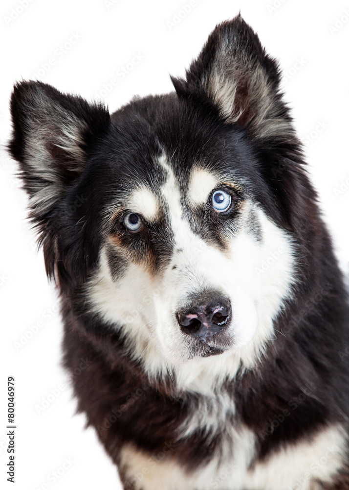 Closeup of a Beautiful Alaskan Malamute Dog