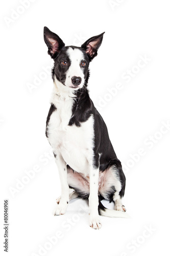 Beautiful Black and White Color Crossbreed Dog Sitting