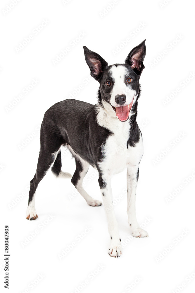 Cute and Happy Collie Crossbreed Dog Standing