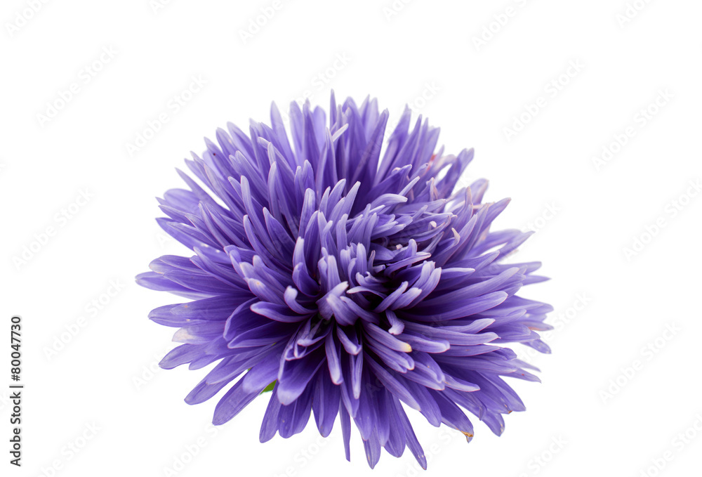 aster