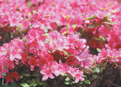 Wallpaper Mural 자연이미지 Torontodigital.ca