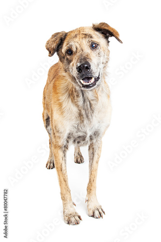 Fototapeta Naklejka Na Ścianę i Meble -  Friendly Large Mixed Breed Dog