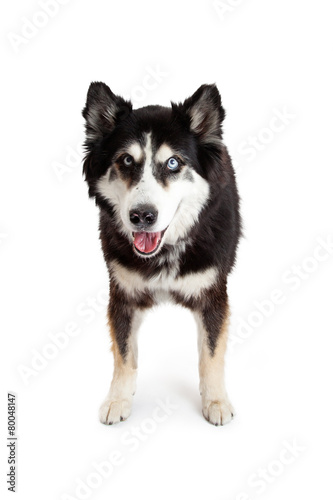 Happy and Attentive Alaskan Malamute Crossbreed Dog
