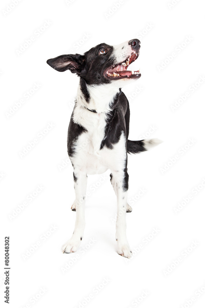 Happy Medium Size Crossbreed Dog Looking Up Happy Medium Size Crossbreed Dog Looking Up