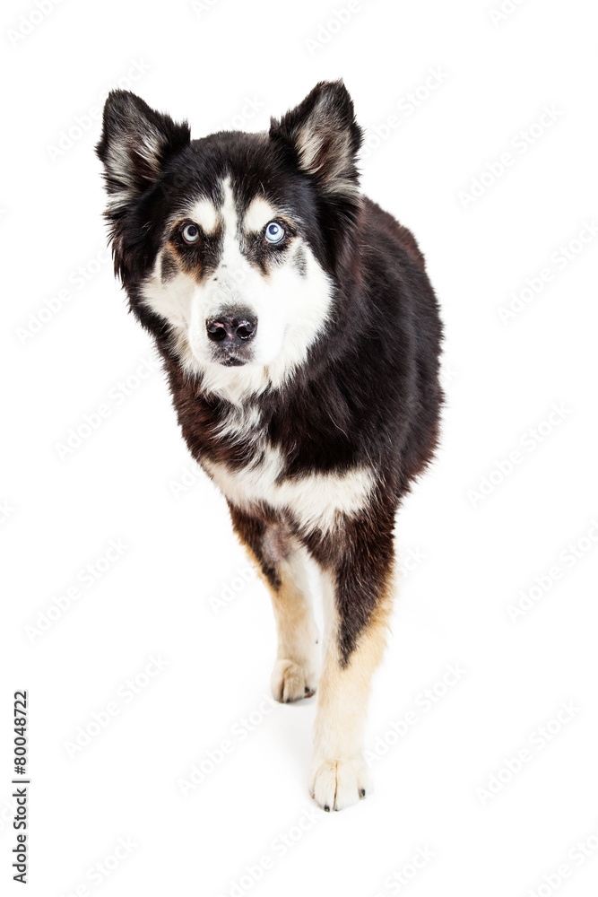 Large Breed Protective Dog Looking Forward