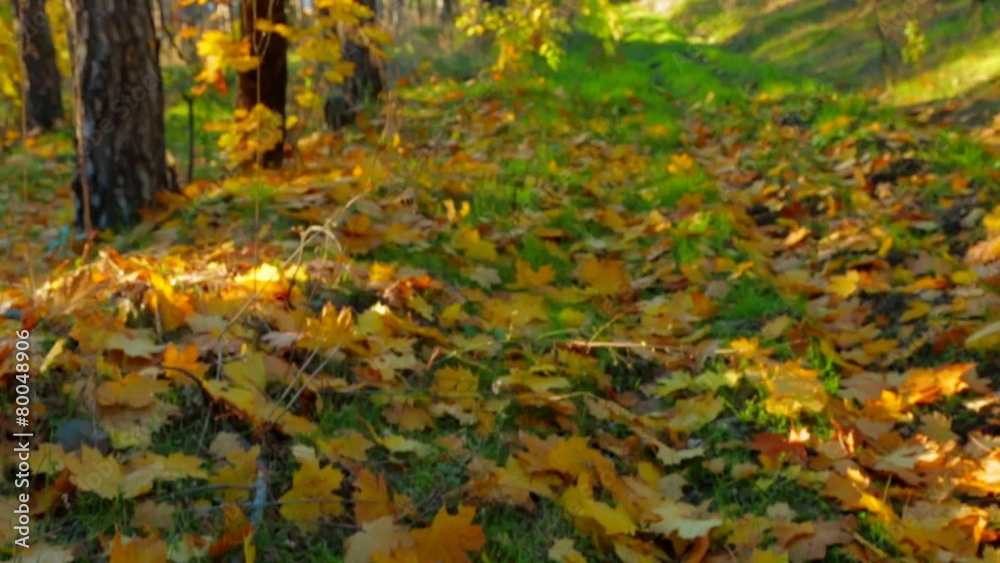 Early Autumn In Deciduous Tree Forest Early Autumn In Deciduous Tree Forest