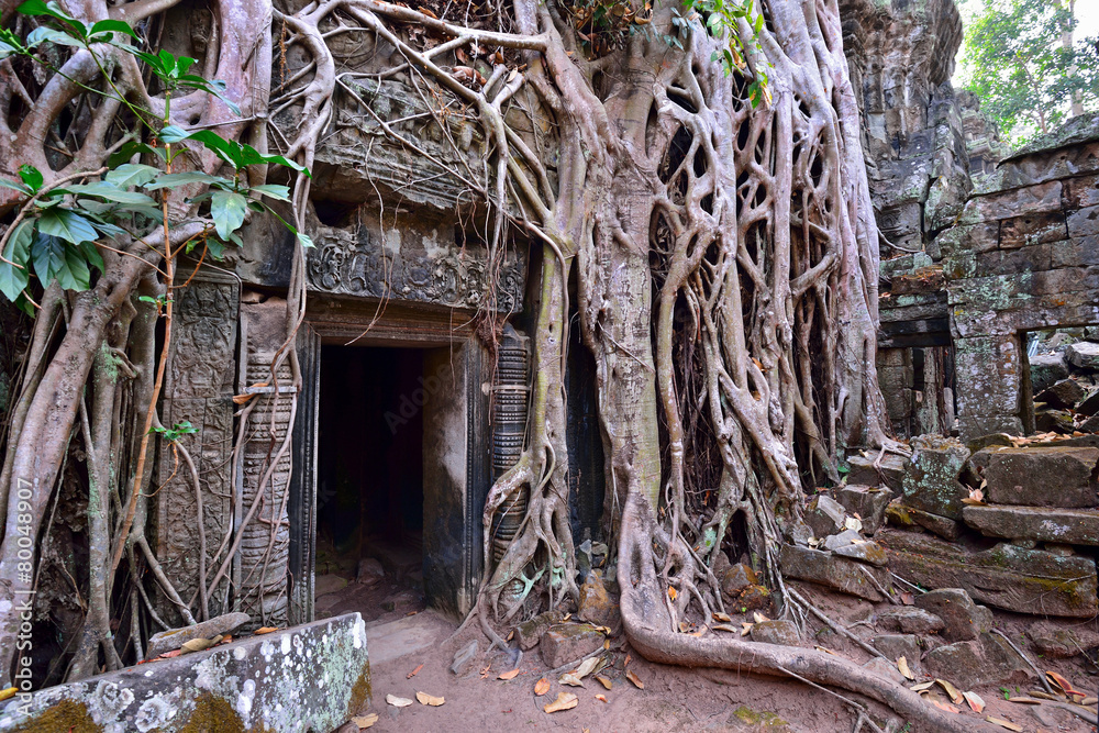Obraz premium Ta Phrom temple ruins and tree's rubble in Siem Reap, Cambodia